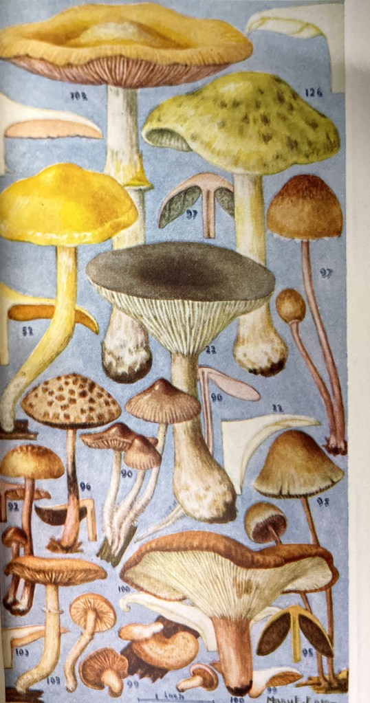 A colorful illustration of various mushrooms.